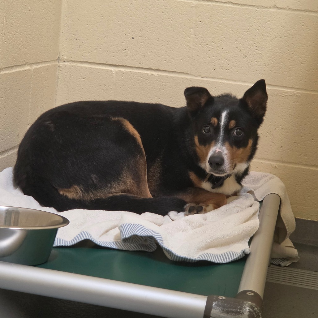 Cattle Dog