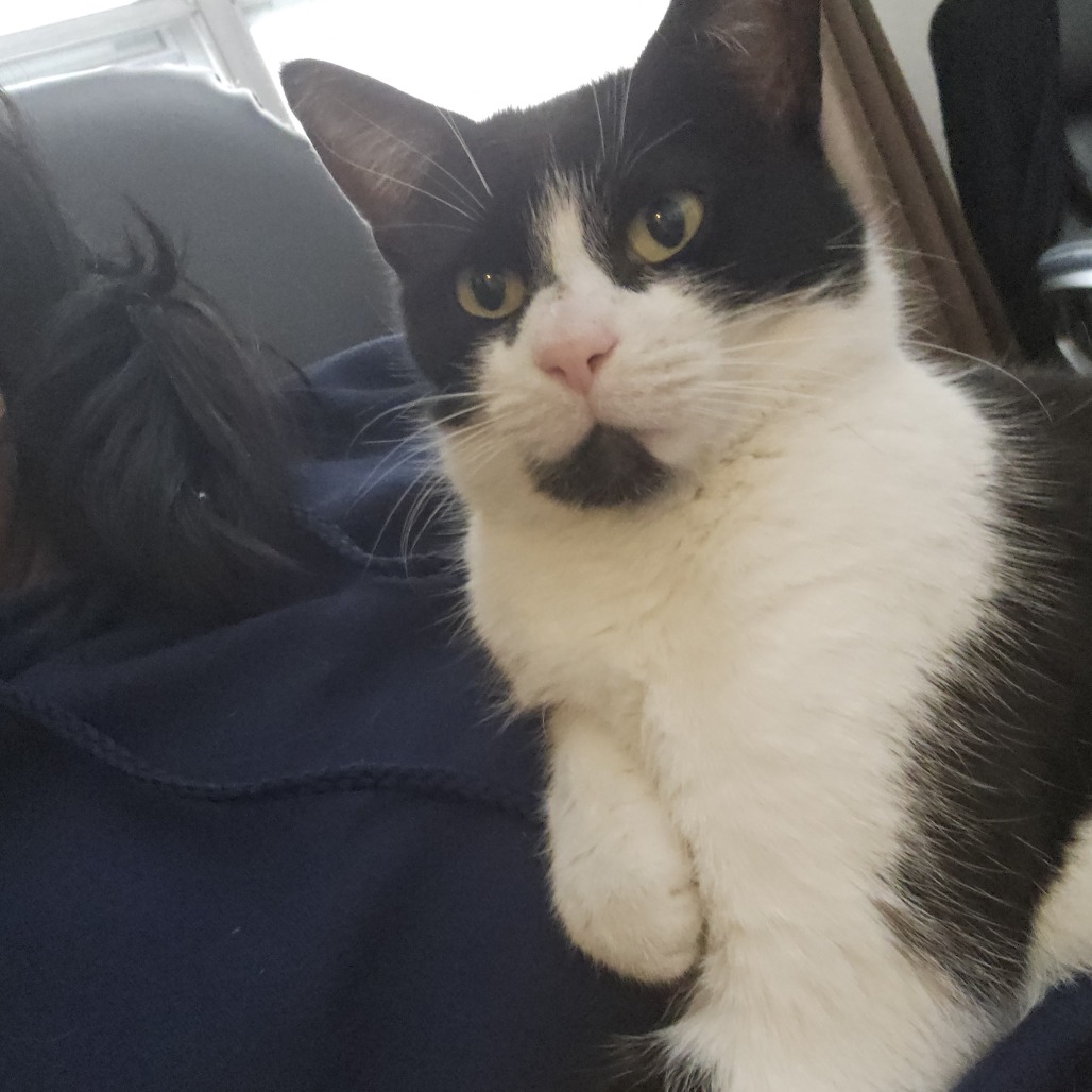 Bonita