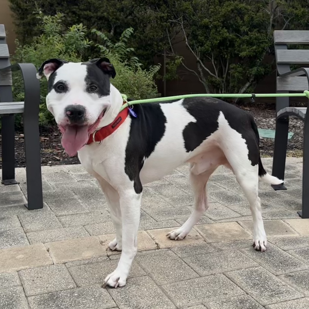DARKWING - Terrier, Pit Bull / Mix available for adoption