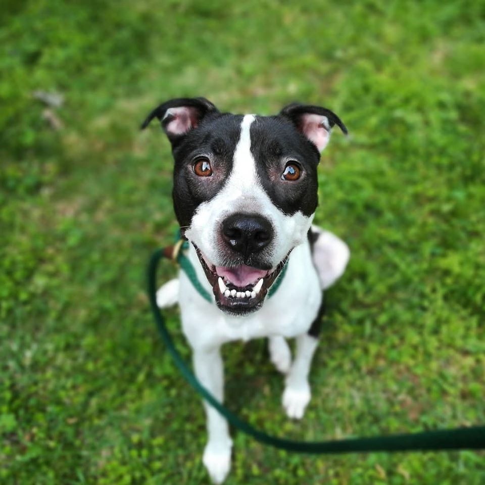 Sailor Mars (I Have a Secret Crush!), adoptable senior dog