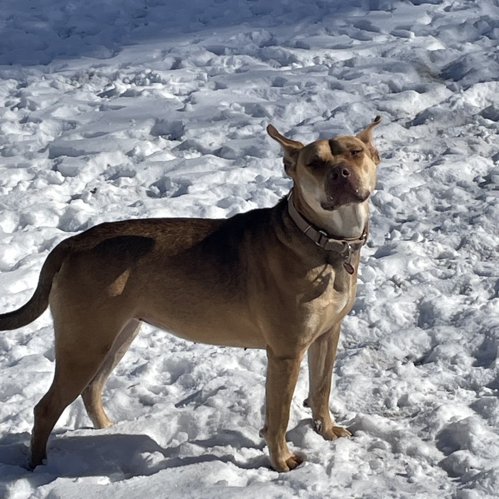 Tan Carolina Dog/Mixed Breed (Medium) Dog
