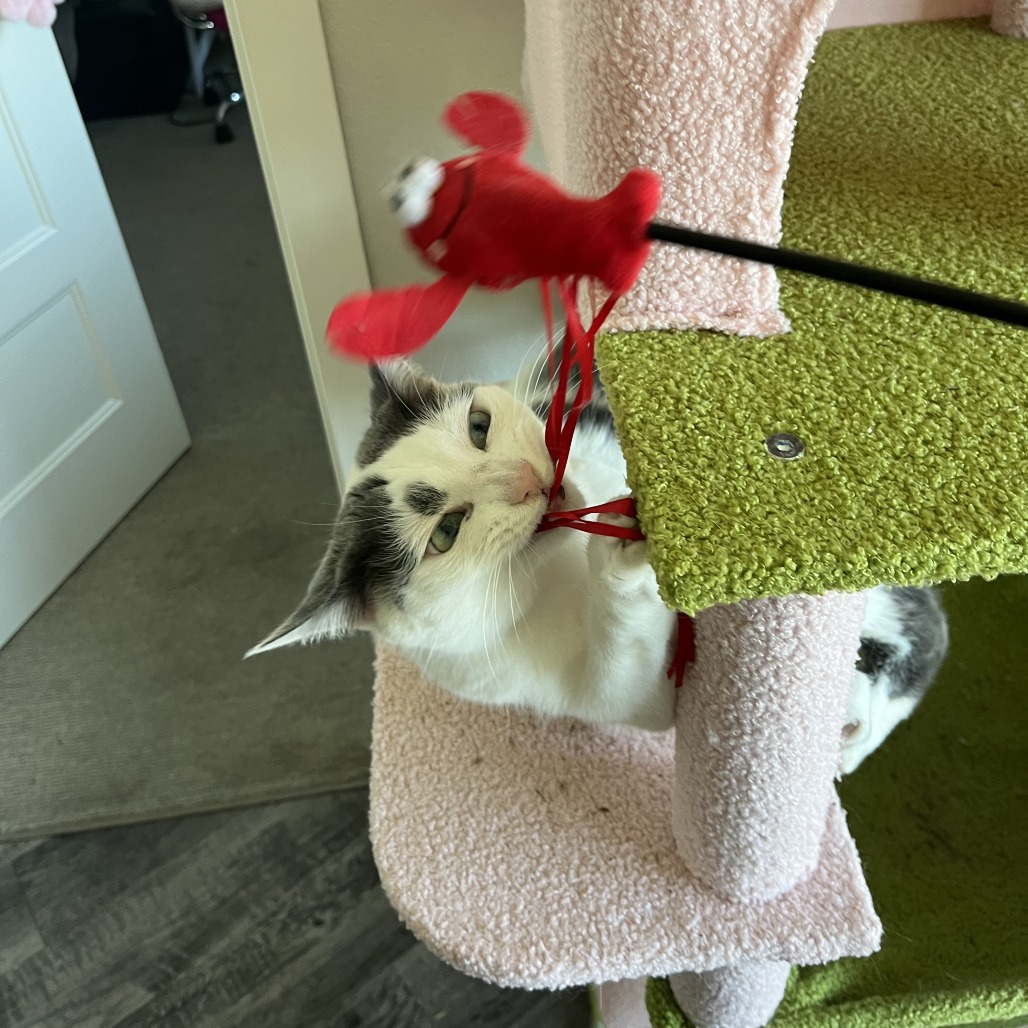 Fawn--In Foster, photo 16
