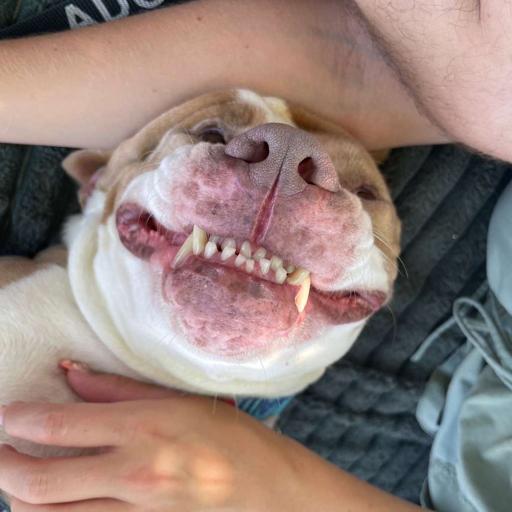 Falcor
