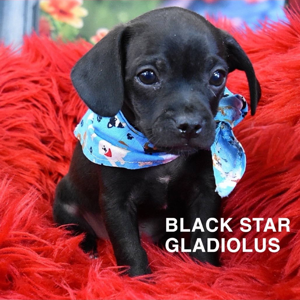 BLACK STAR GLADIOLUS - Pug / Mix available for adoption