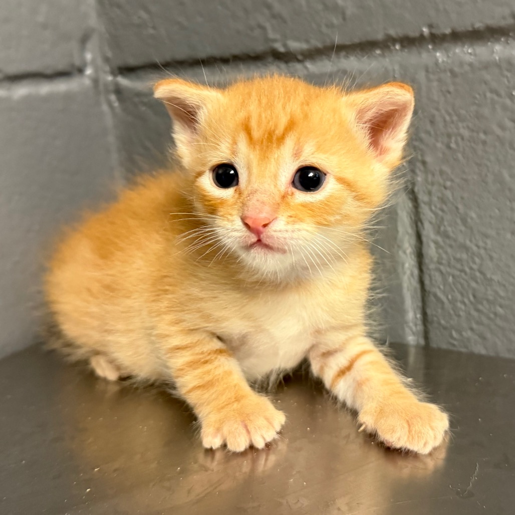 Tusc Stray 84179