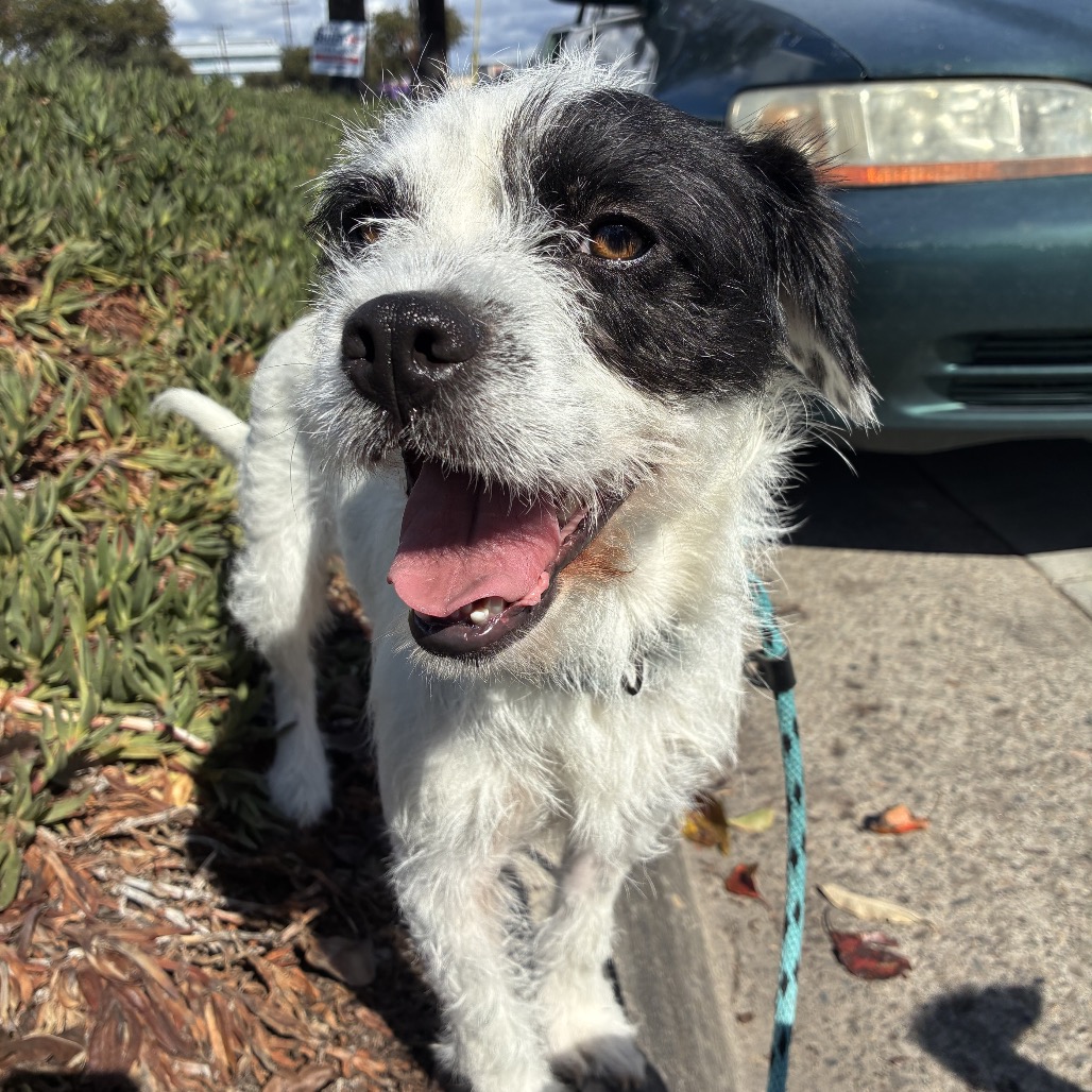 Frankie - Costa Mesa Location