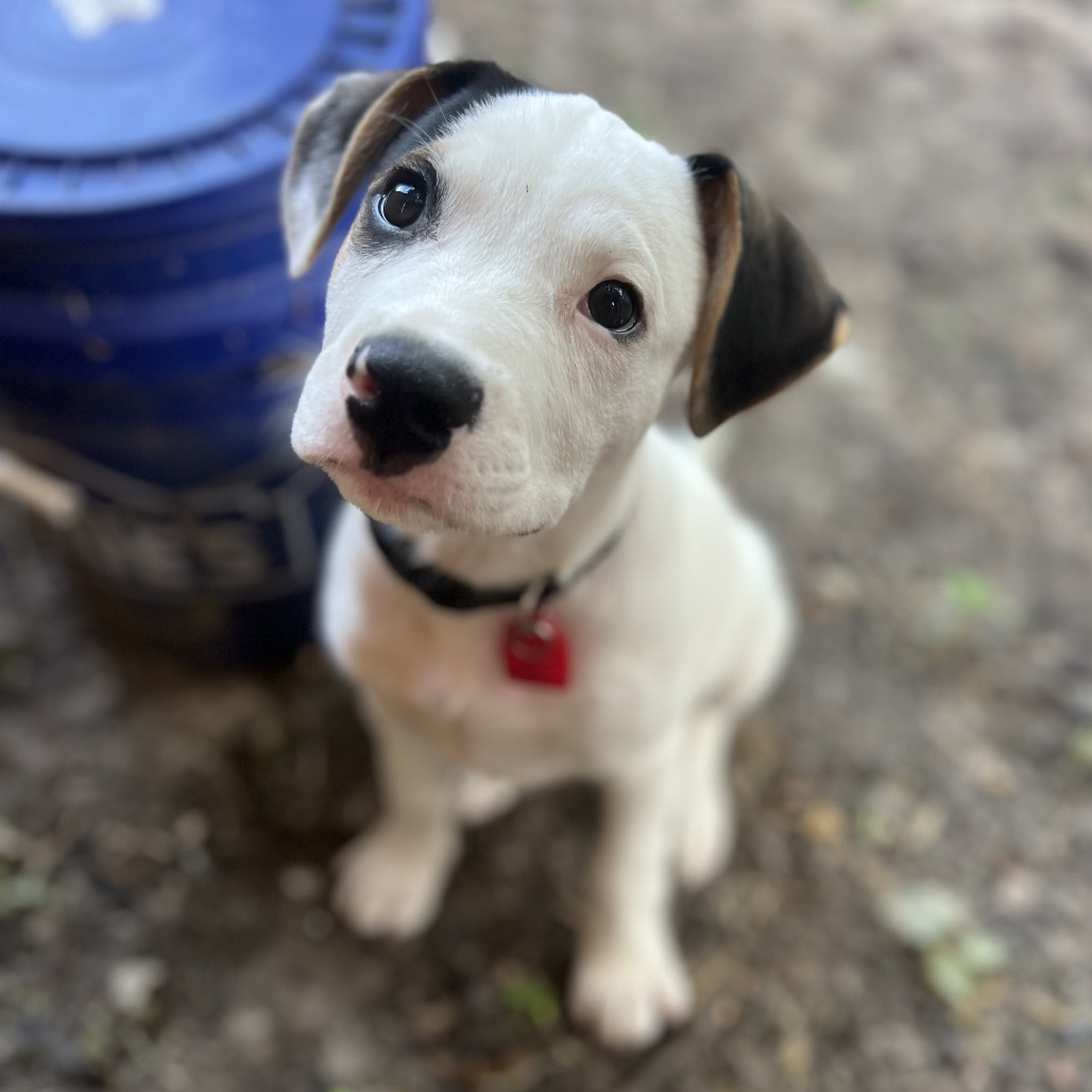 TOPHER - Pointer, German Shorthaired / Retriever, Labrador for adoption in San Antonio