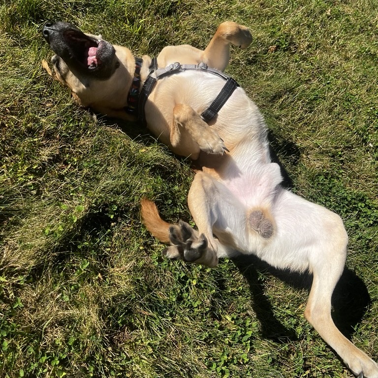 Goofy, photo 6