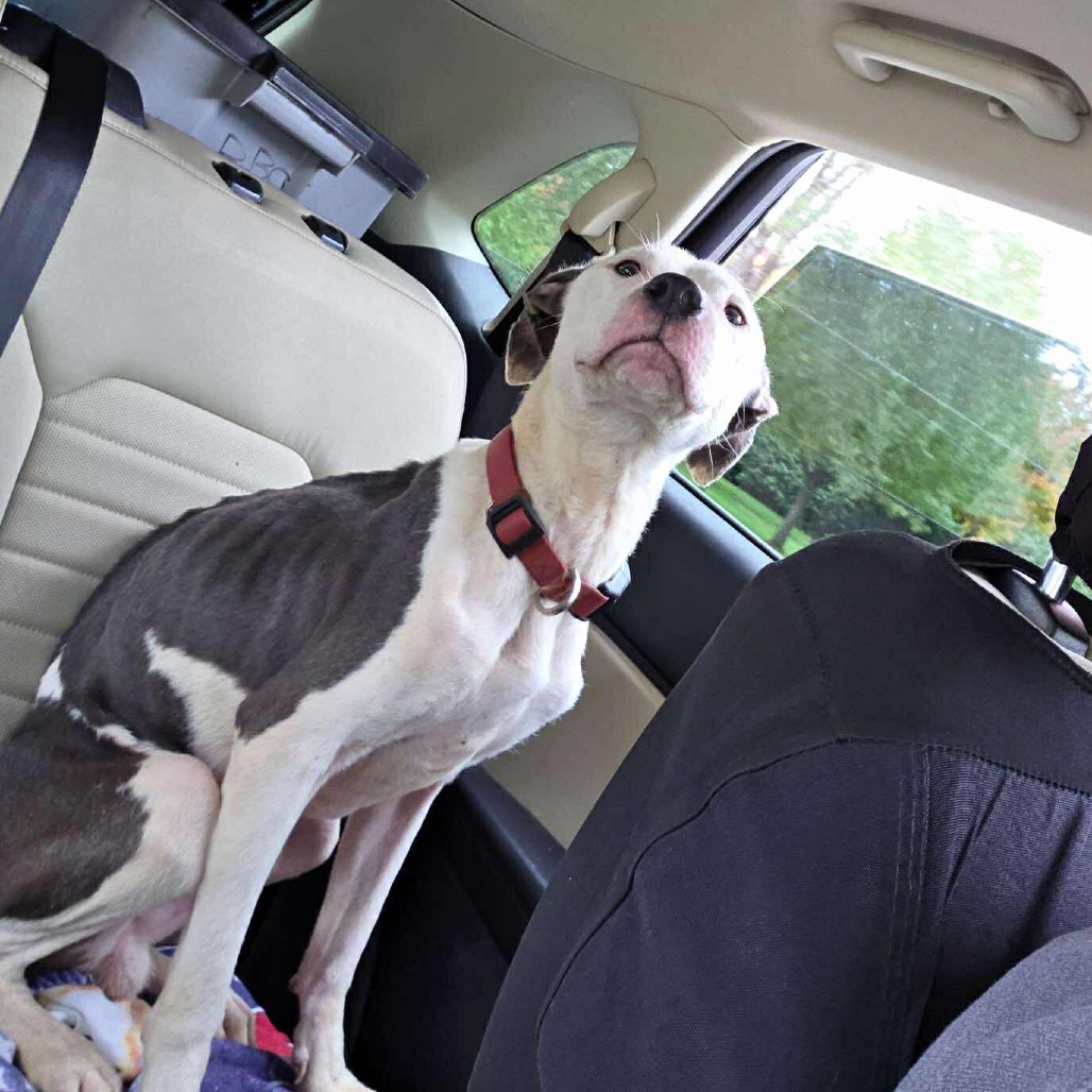 Champion-Foster — thumbnail 2