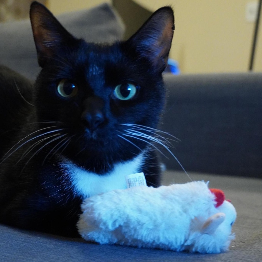 Toepher, photo 4