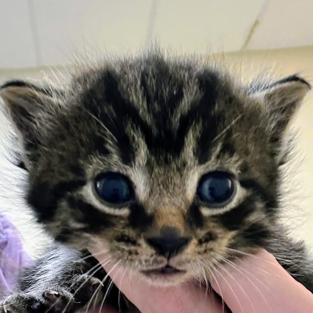 Simon