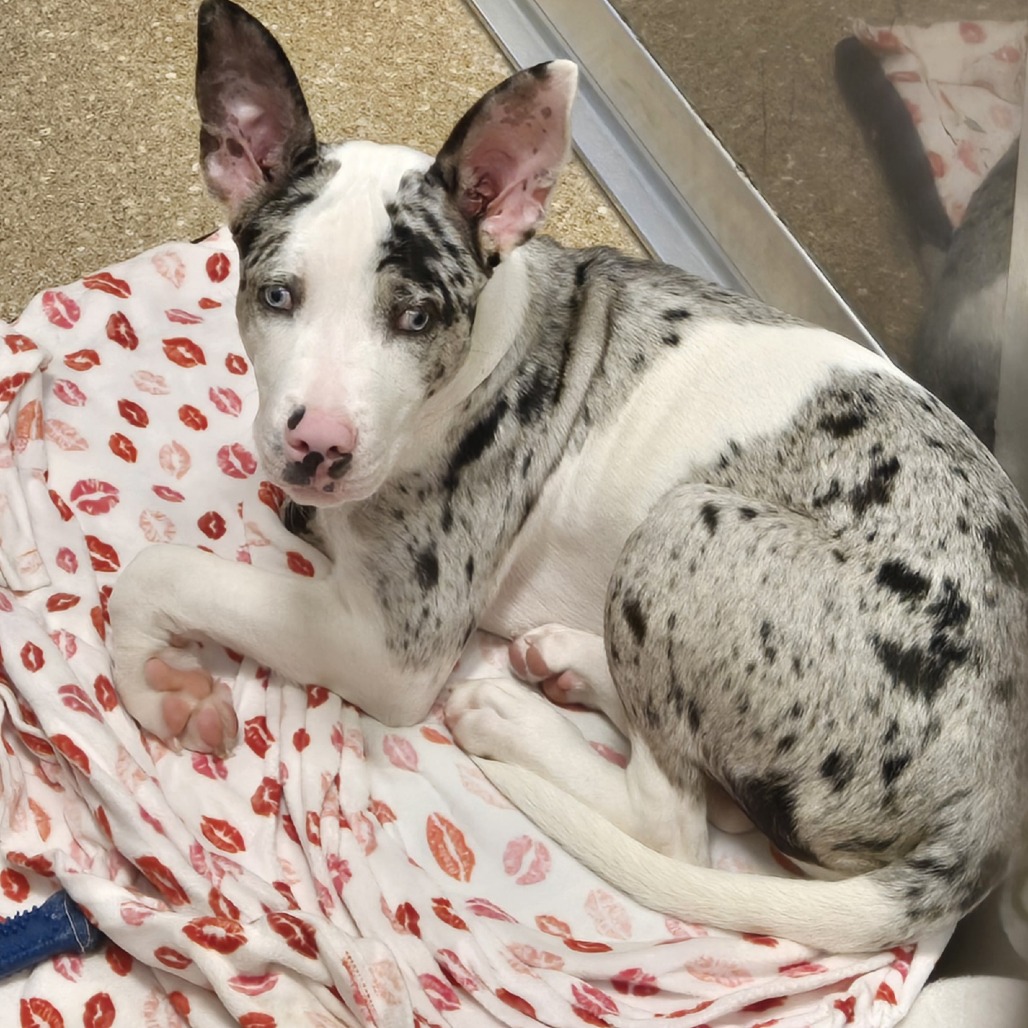 DIPPIN DOT - Mixed Breed (Medium) available for adoption