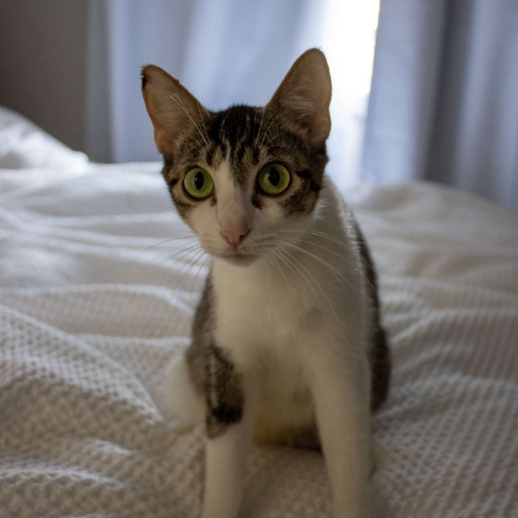 Savannah