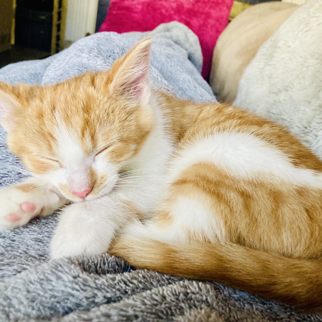 Rupert — thumbnail 3