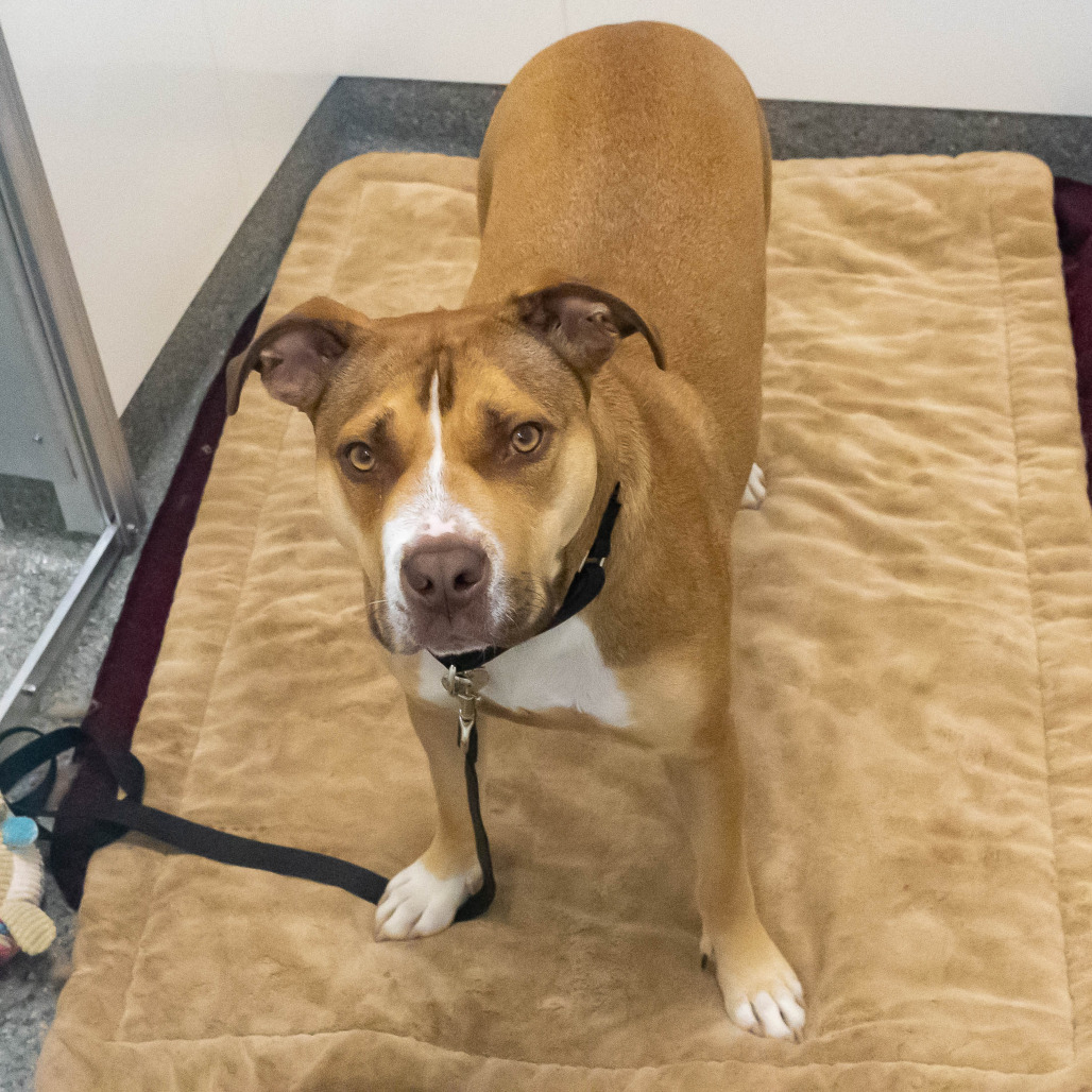 Shara — thumbnail 4