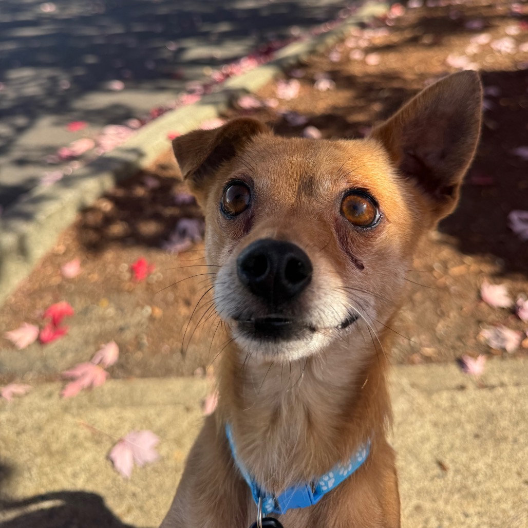 Rusty, photo 10