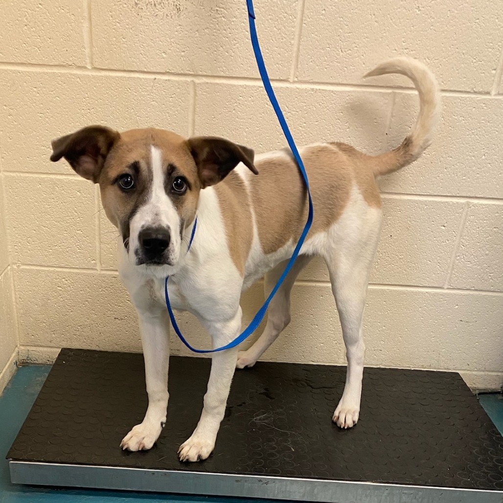 Queenie — thumbnail 2