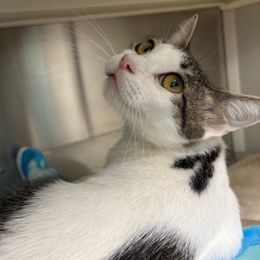 Photo of Trish, a cat adopted from Gulf Coast Humane Society