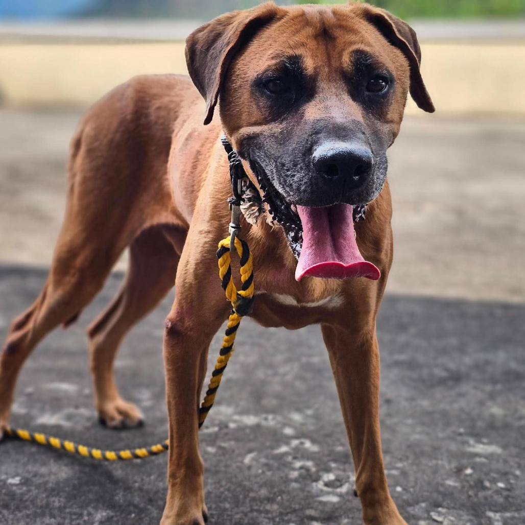 Mastiff