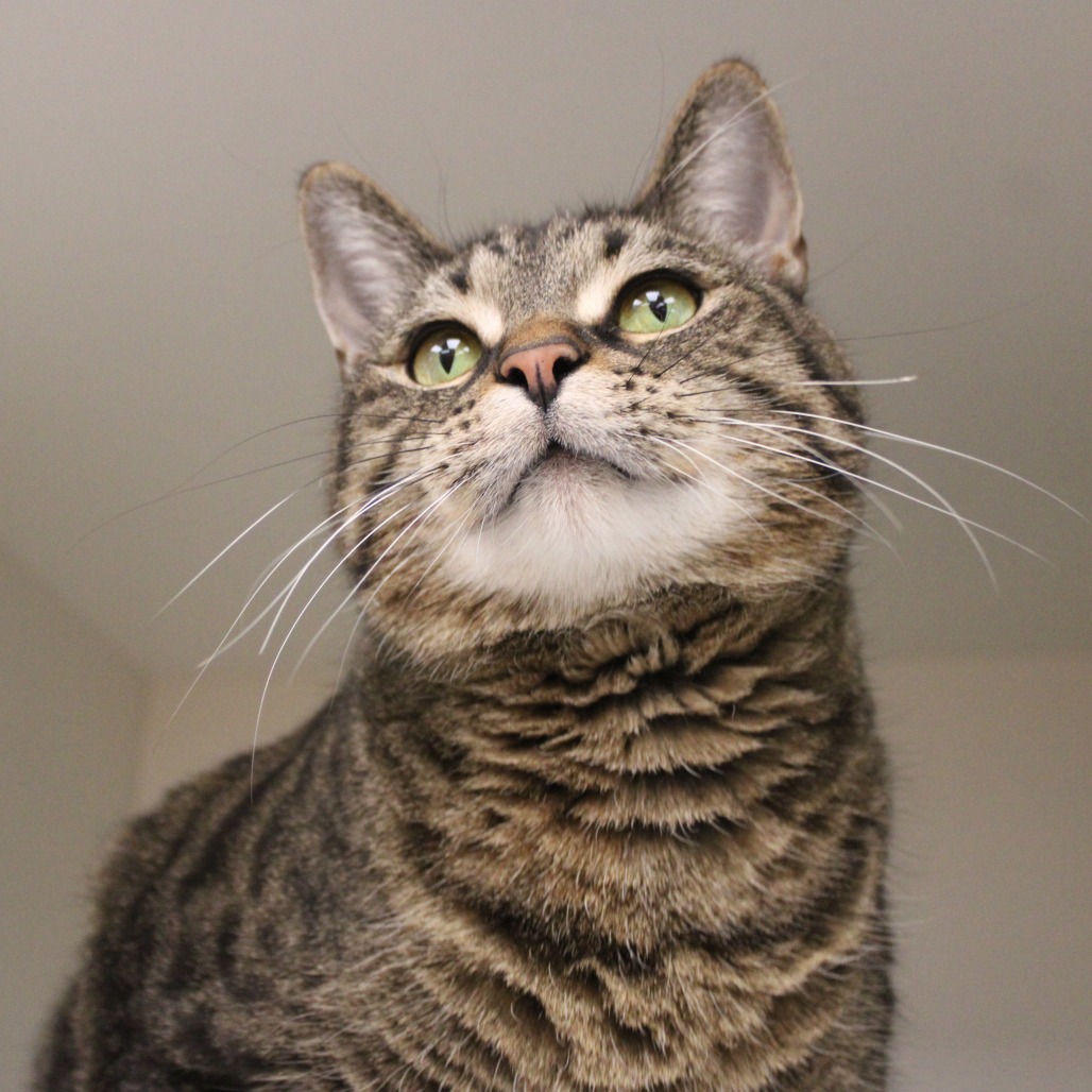 Vingthor — thumbnail 2