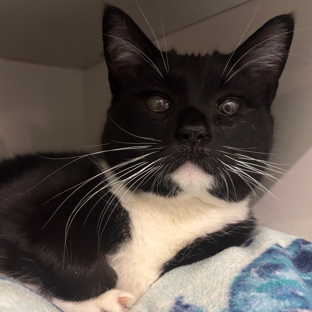 Ireland - Domestic Shorthair