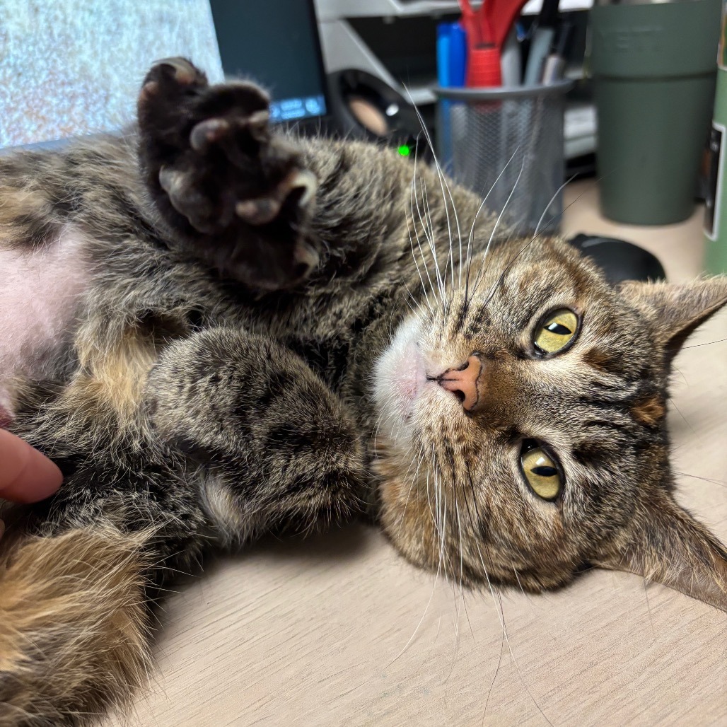 Peanut — thumbnail 2