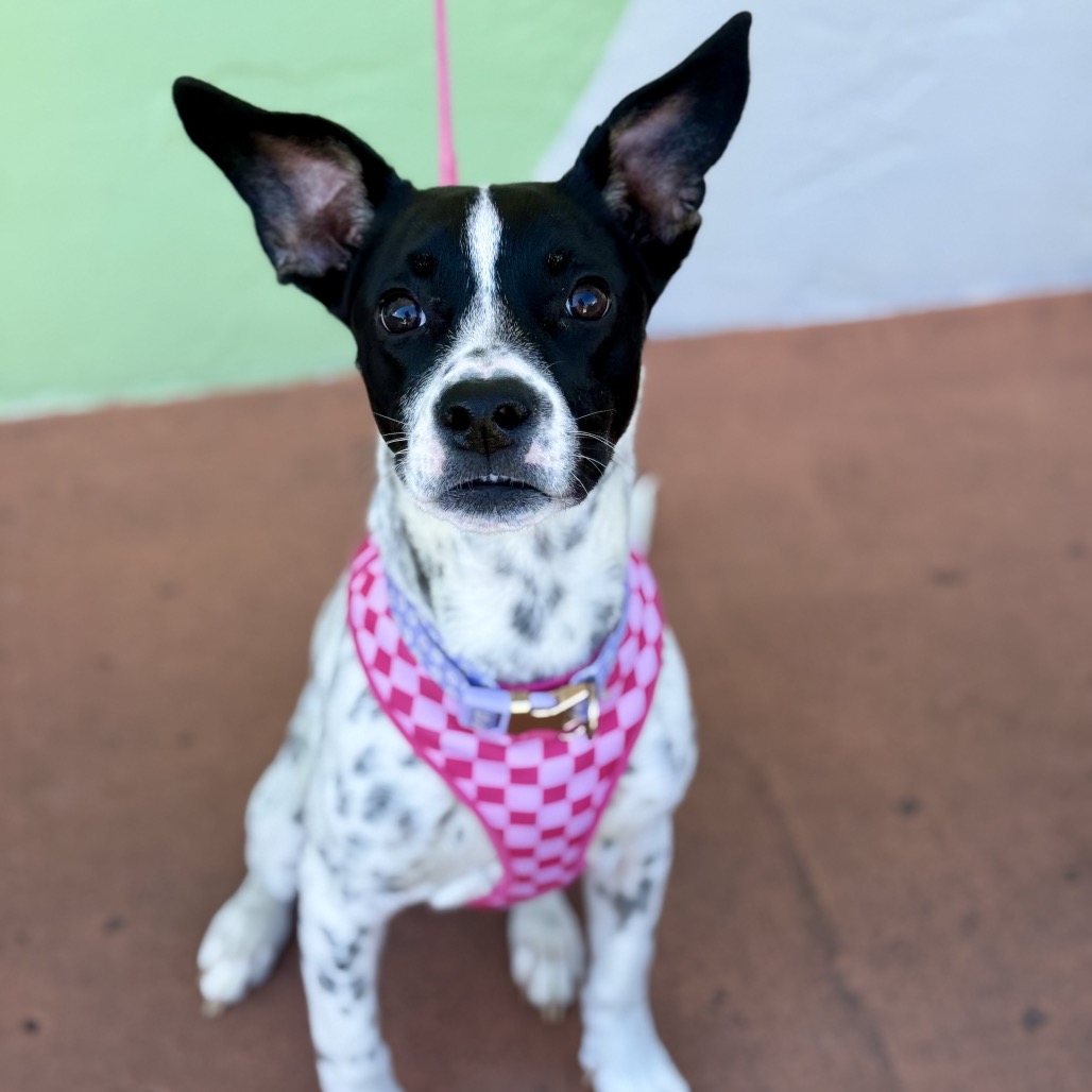 ROSA - Pointer available for adoption