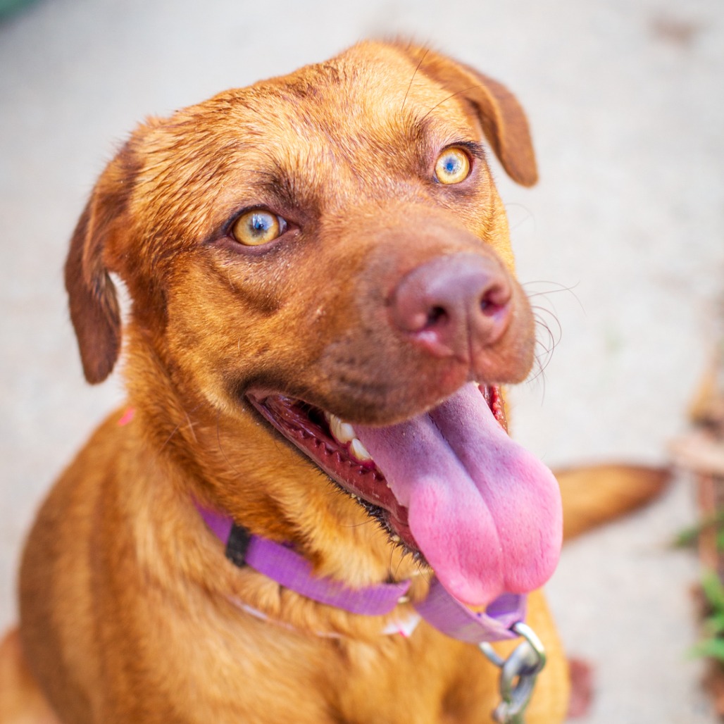 HAZEL - Retriever, Labrador / Feist available for adoption