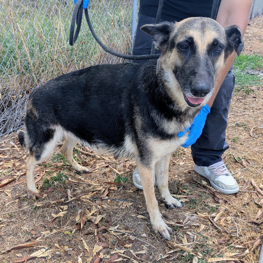 MATILDA - Shepherd / German available for adoption