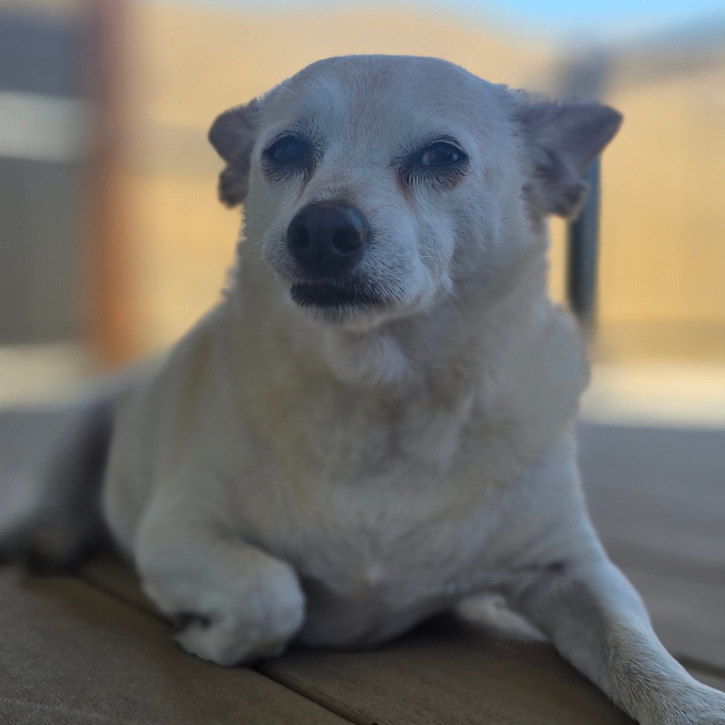 Scout, photo 10