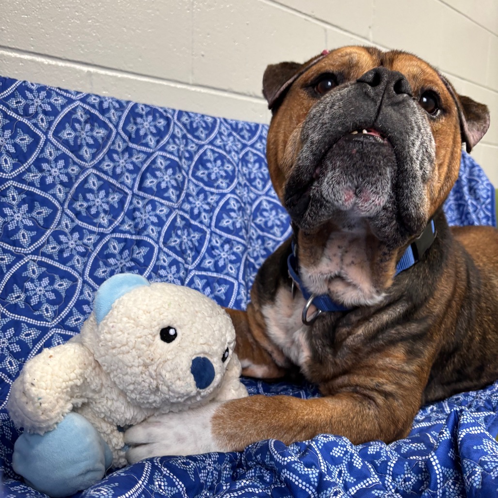 Mr. Worldwide is available for adoption at Elmbrook Humane Society