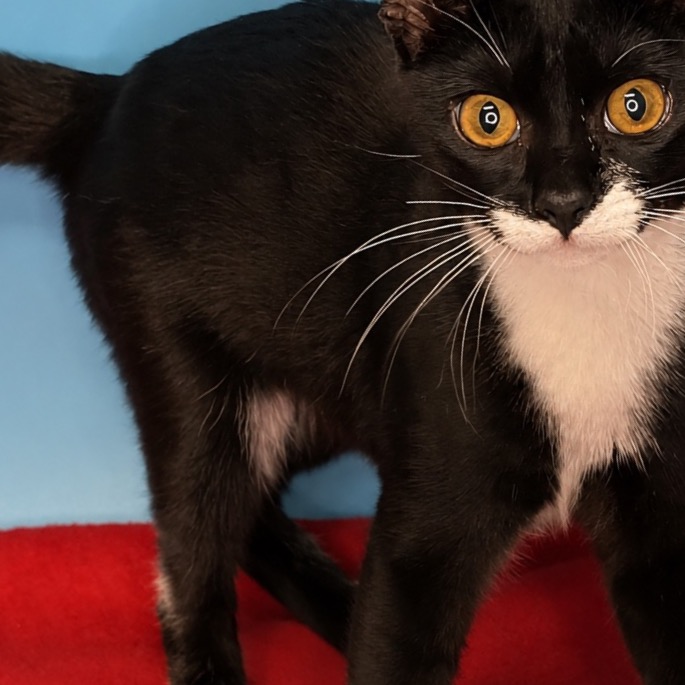 FOXY - Domestic Shorthair available for adoption