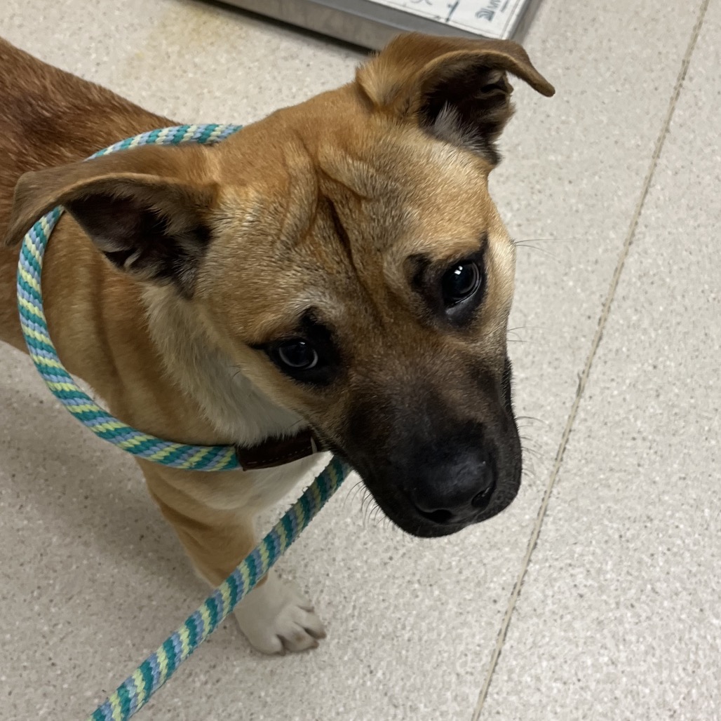 Coco — thumbnail 7