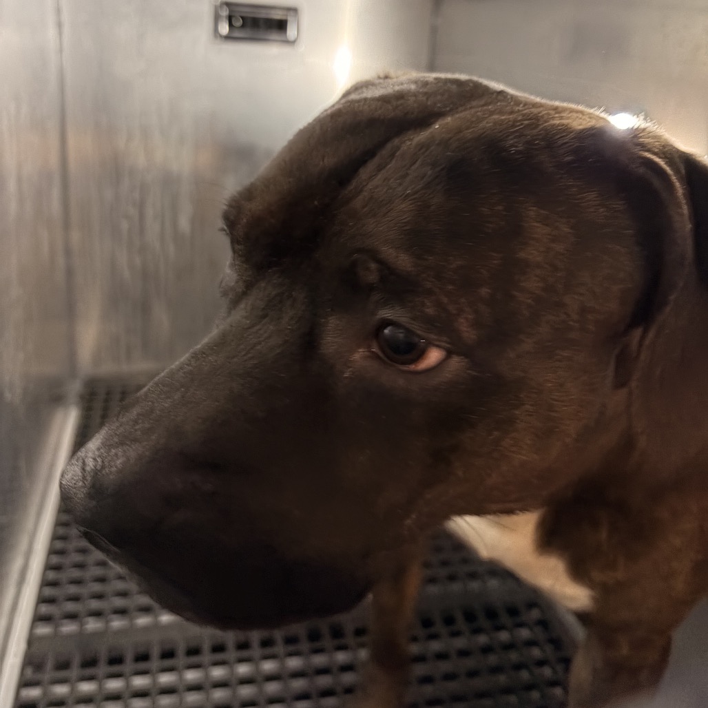 King Ludwig II — thumbnail 2