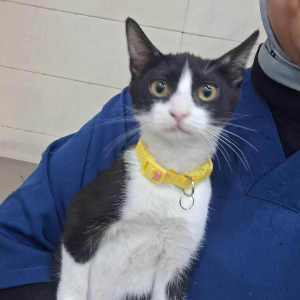 ShiniChi — thumbnail 2