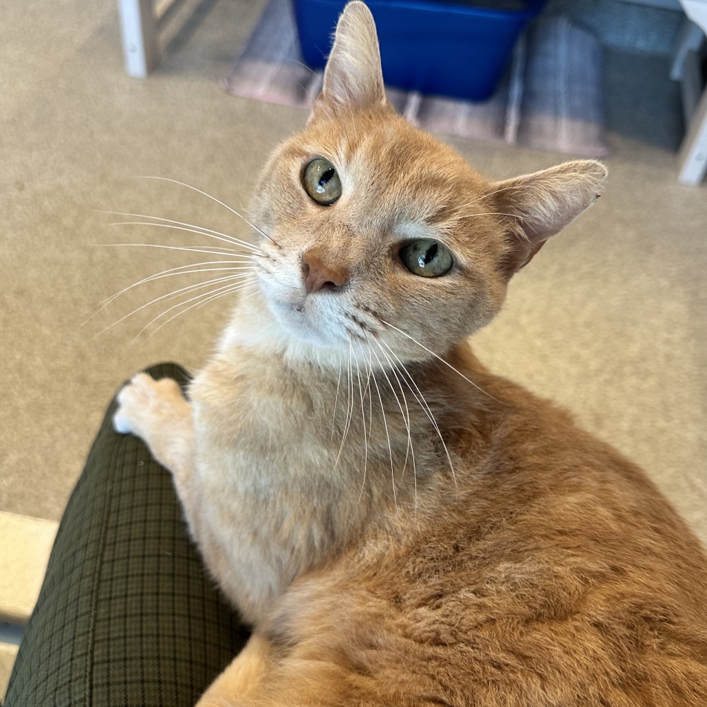 SONNY - Domestic Shorthair / Mix available for adoption