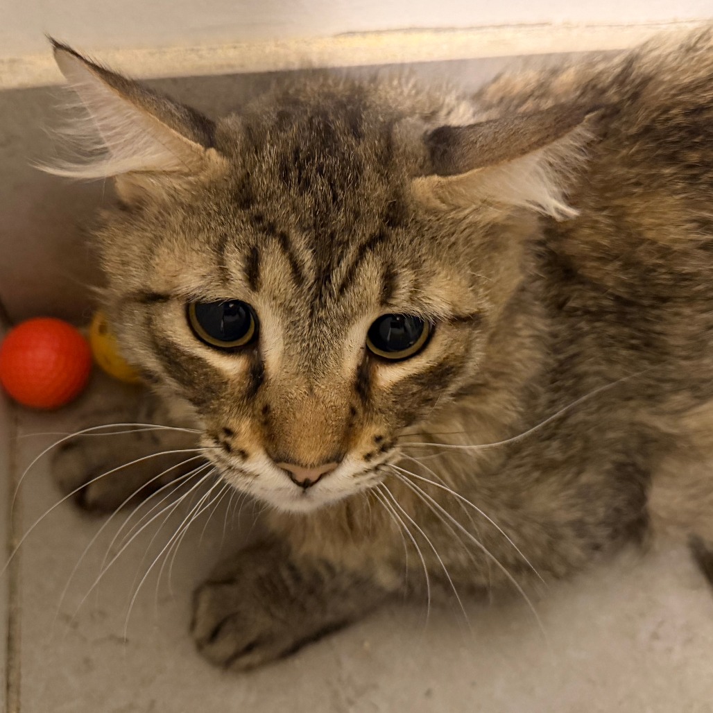 RALPHIE - Domestic Longhair available for adoption