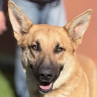 Kennel#25 Arrow's preview photo