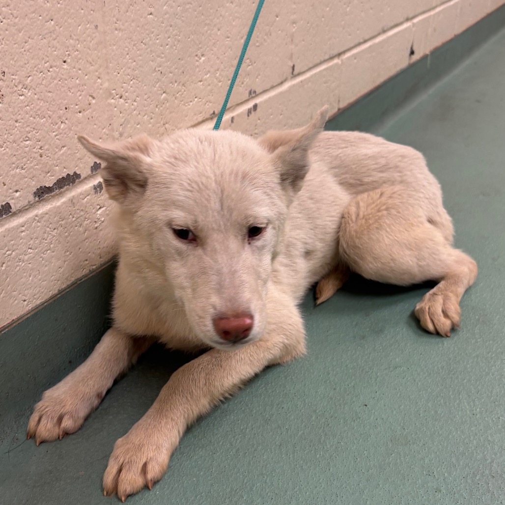 Drusilla — thumbnail 2