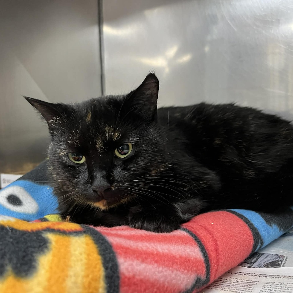 Peeta — thumbnail 2