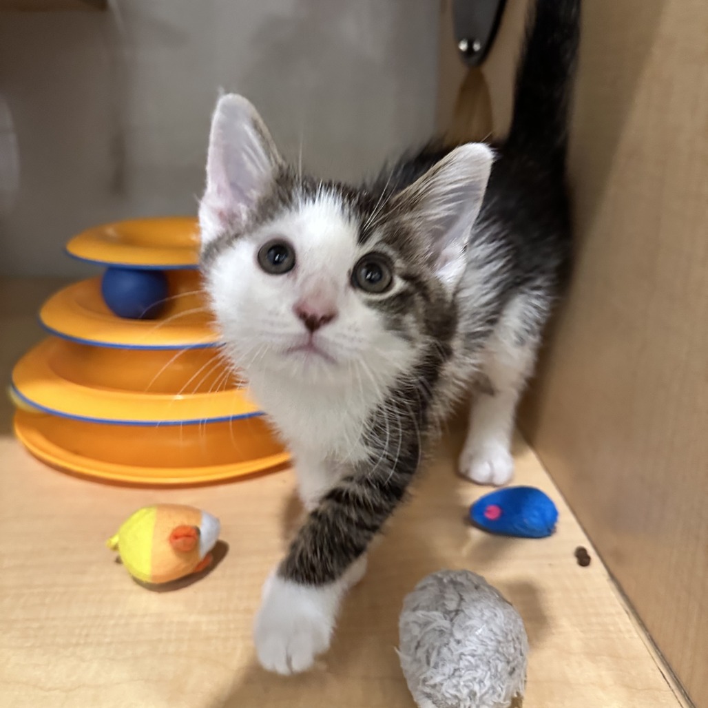 BASKET - Domestic Shorthair available for adoption