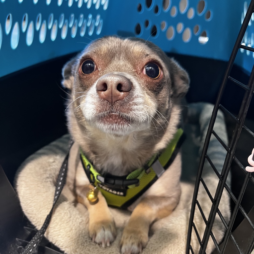 Champion — thumbnail 2