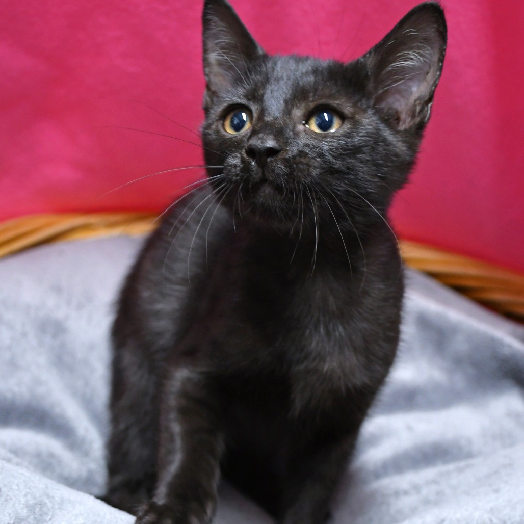 ONION RING - Domestic Shorthair for adoption in Beaumont