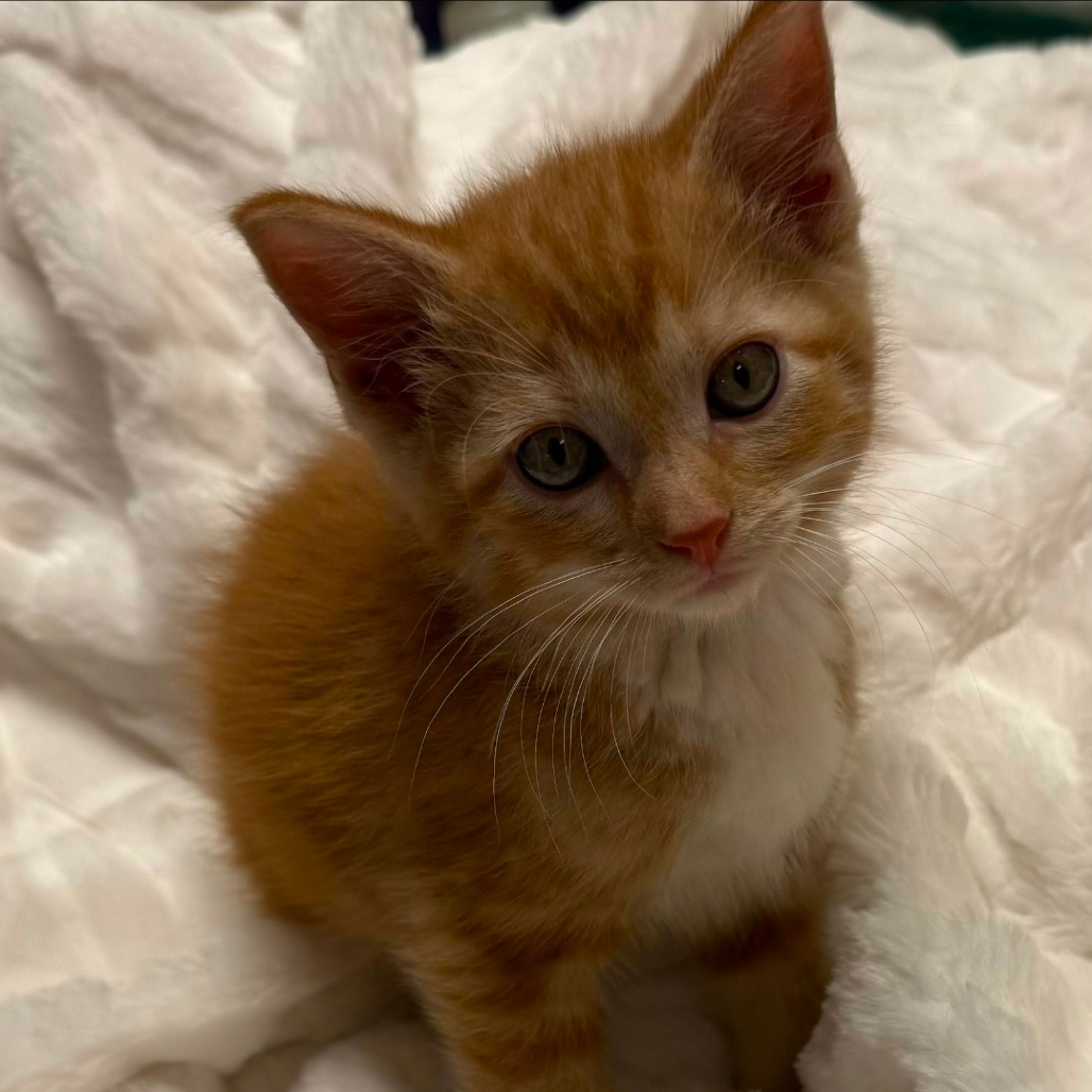 ODIN - Domestic Medium Hair available for adoption