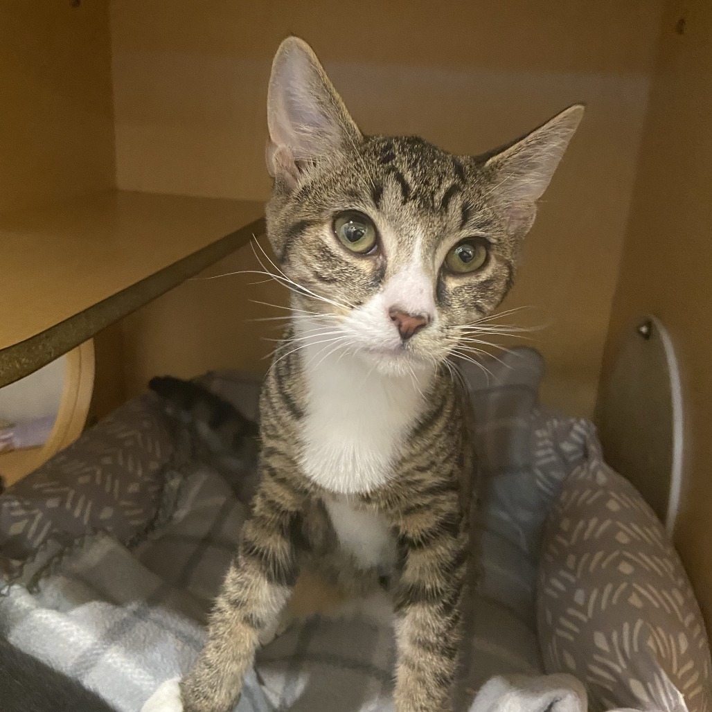 LEDA BEDA - Domestic Shorthair available for adoption