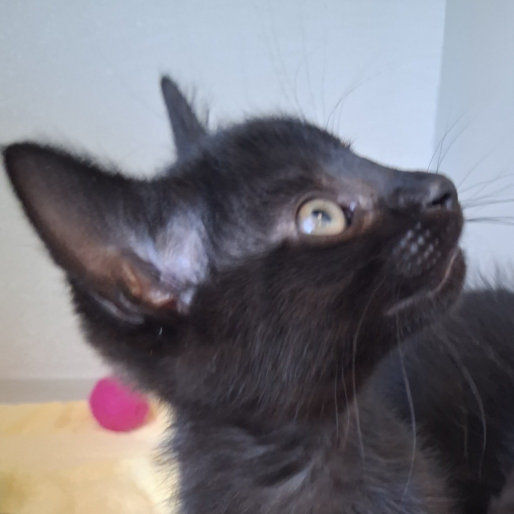 Salem - Domestic Shorthair