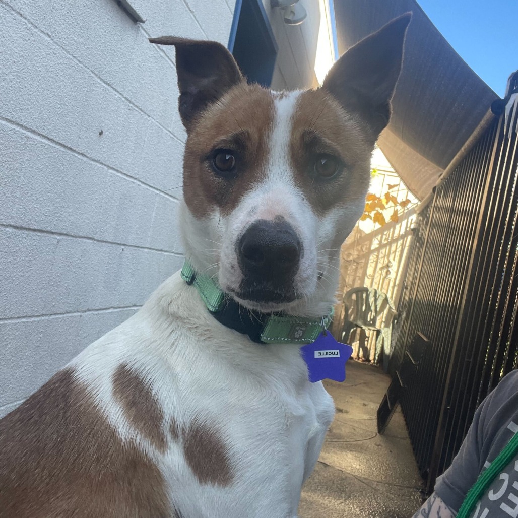 Lucille — thumbnail 3