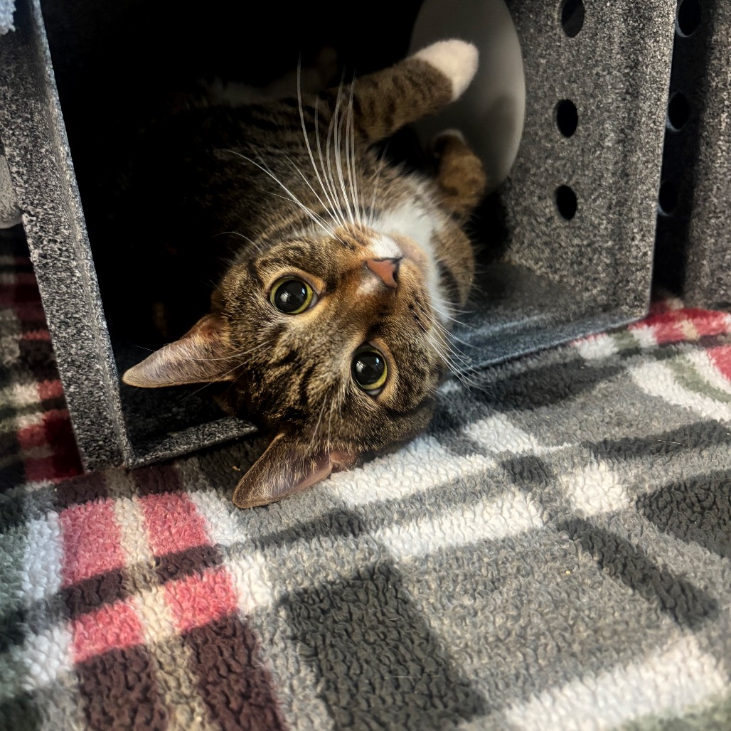 Aphrodite — thumbnail 4