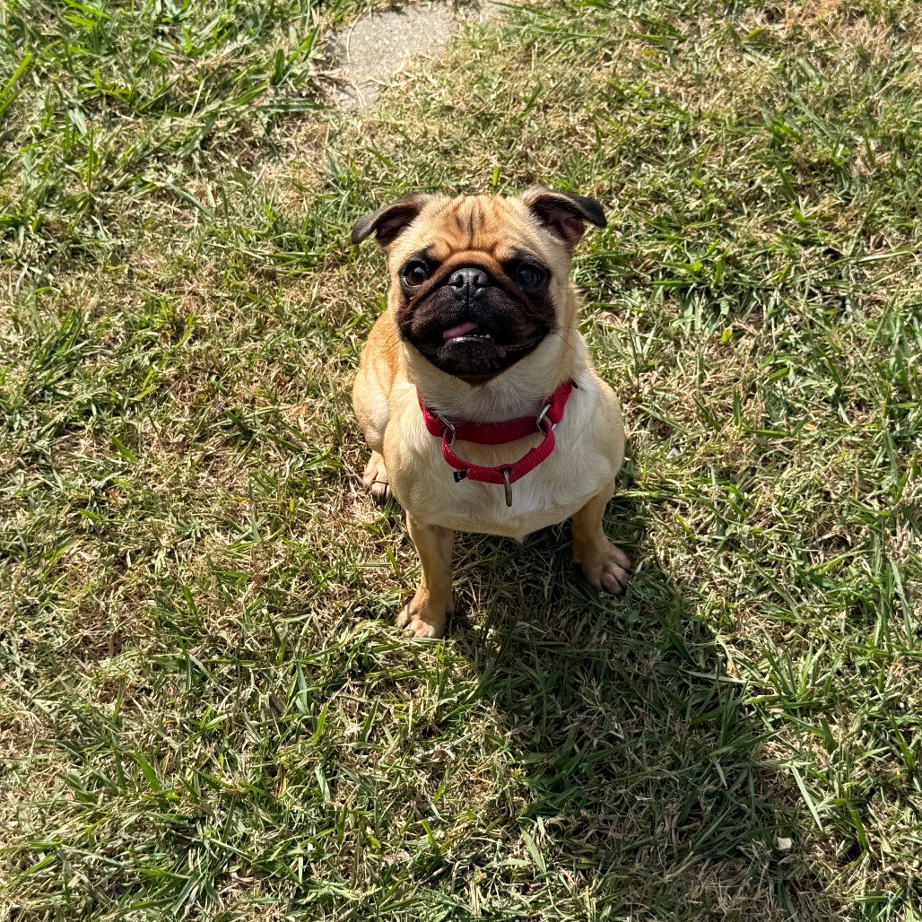 Molli