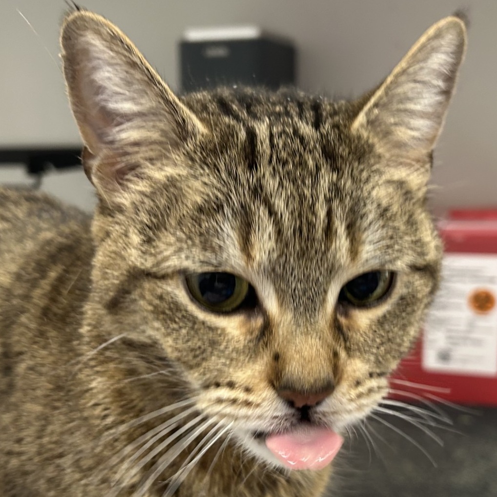 Shakira — thumbnail 2